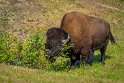 025 Alaska Highway, bizon